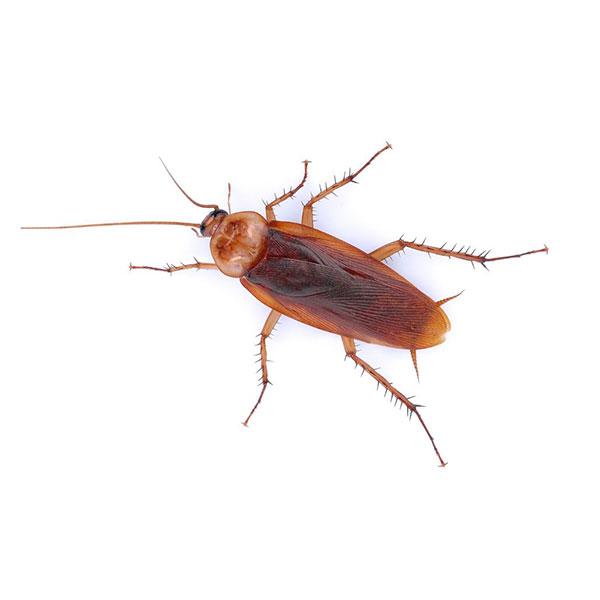 American Cockroaches