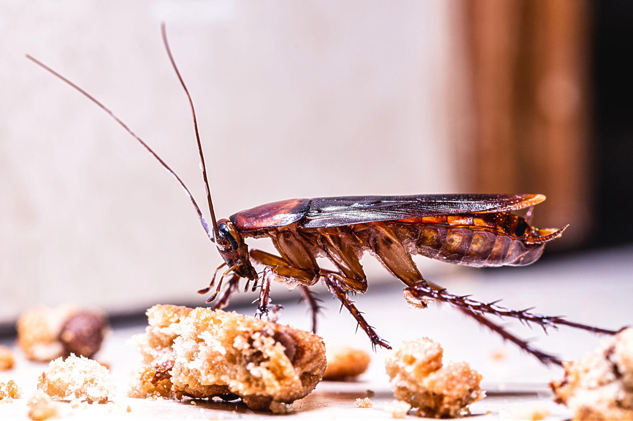 American Cockroaches identification photo 2