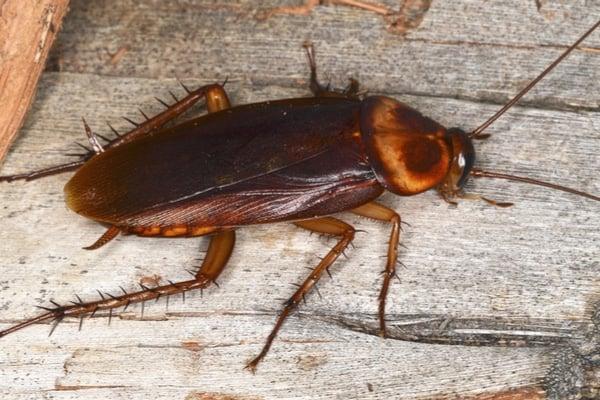 American Cockroaches identification photo 3