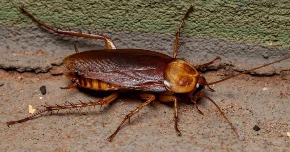 American Cockroaches identification photo 5