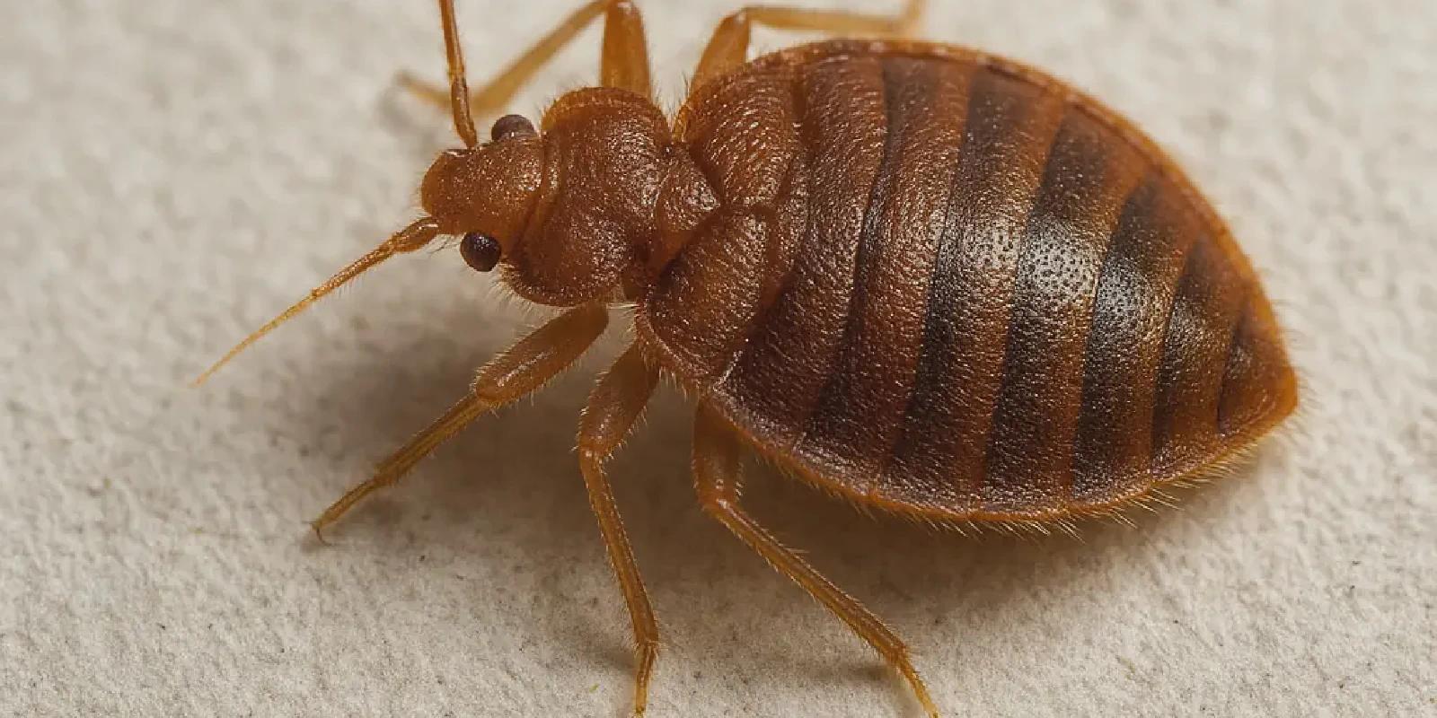 Bed Bugs