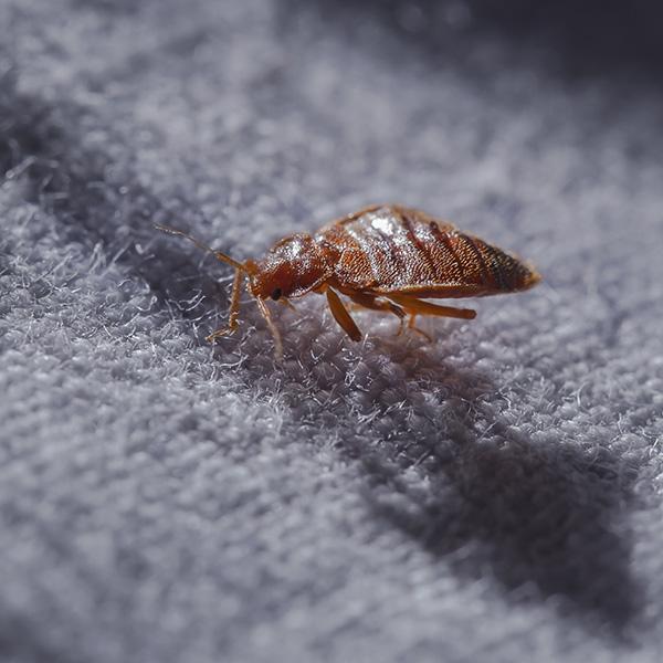 Bed Bugs identification photo 4