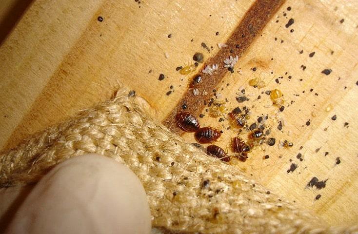 Bed Bugs identification photo 6