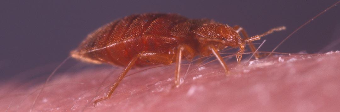 Bed Bugs identification photo 7