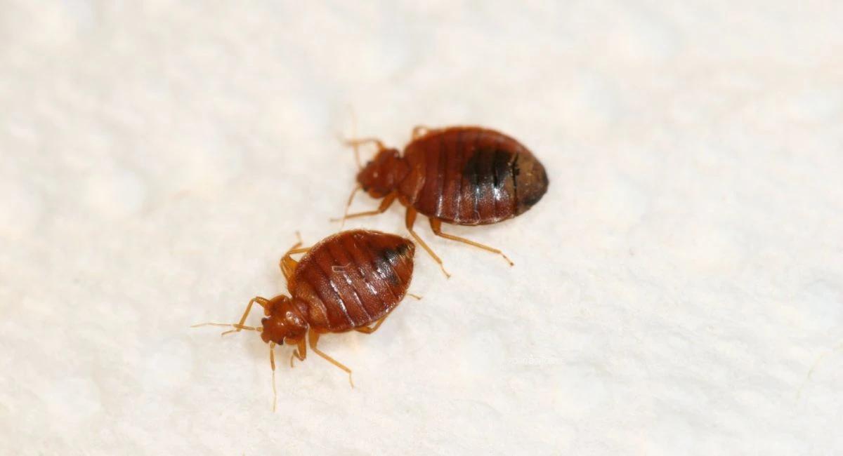 Bed Bugs identification photo 8