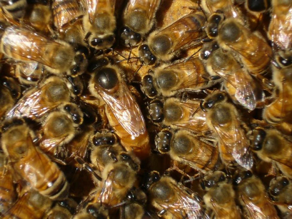 Bees identification photo 6