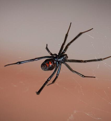 Black Widow Spiders