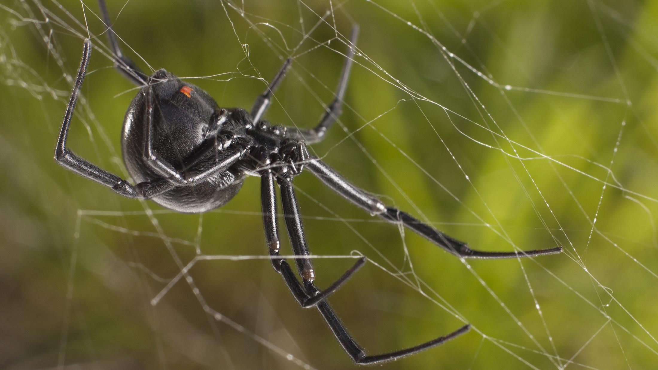 Black Widow Spiders identification photo 2