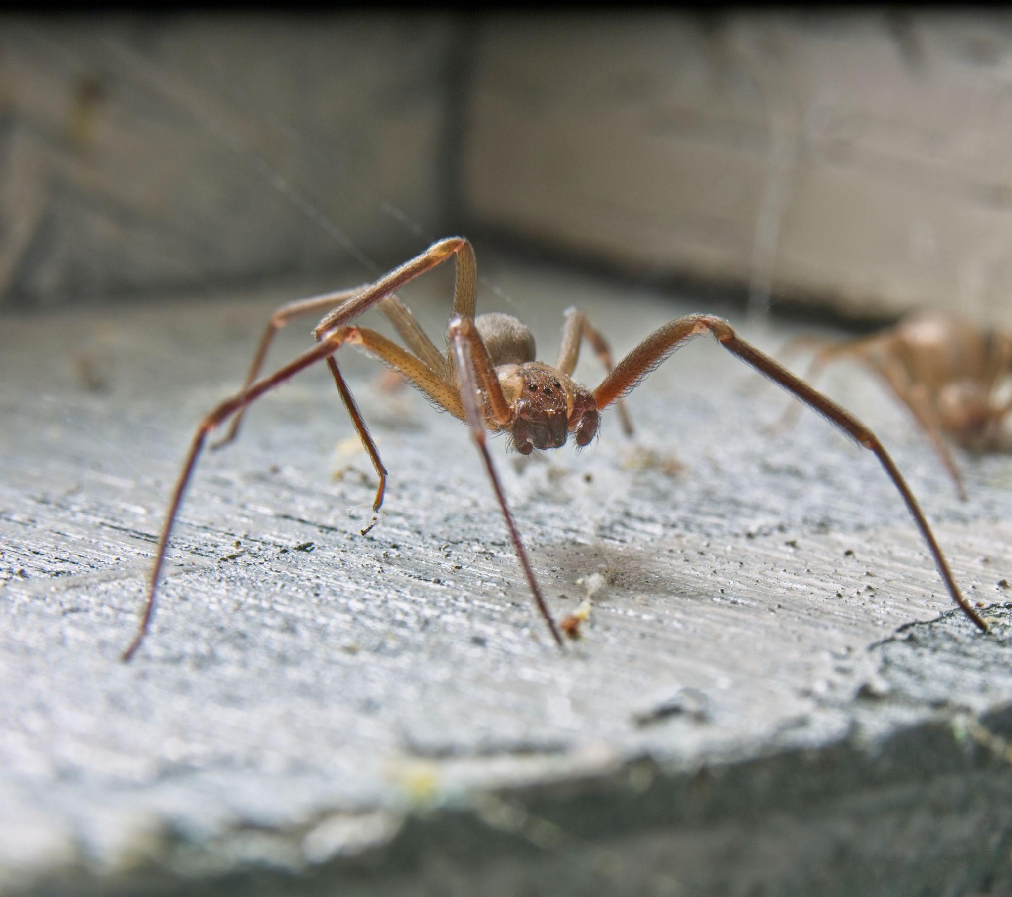 Brown Recluse Spiders