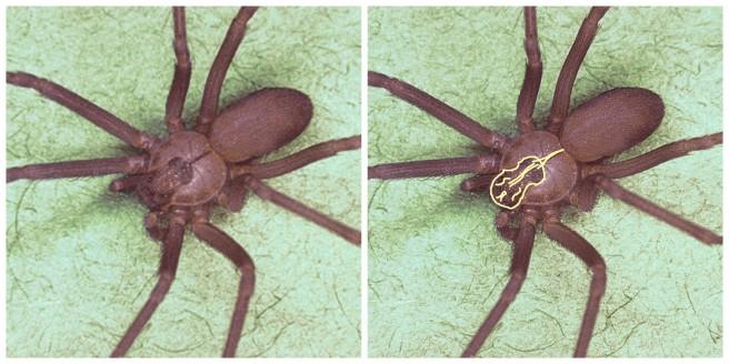 Brown Recluse Spiders identification photo 2
