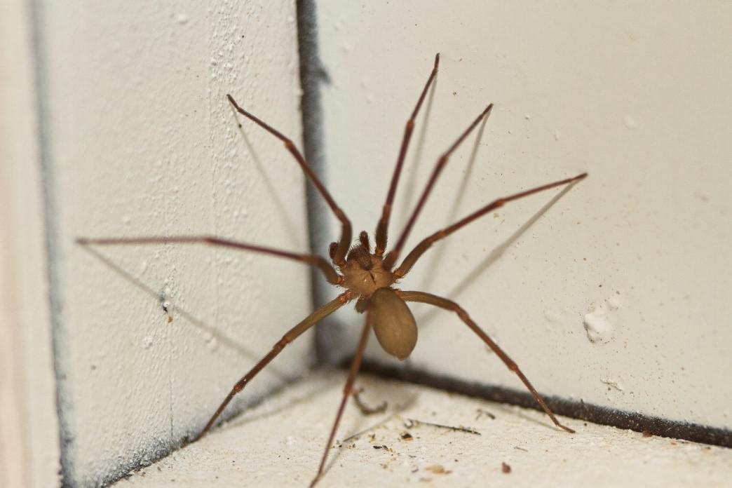 Brown Recluse Spiders identification photo 3