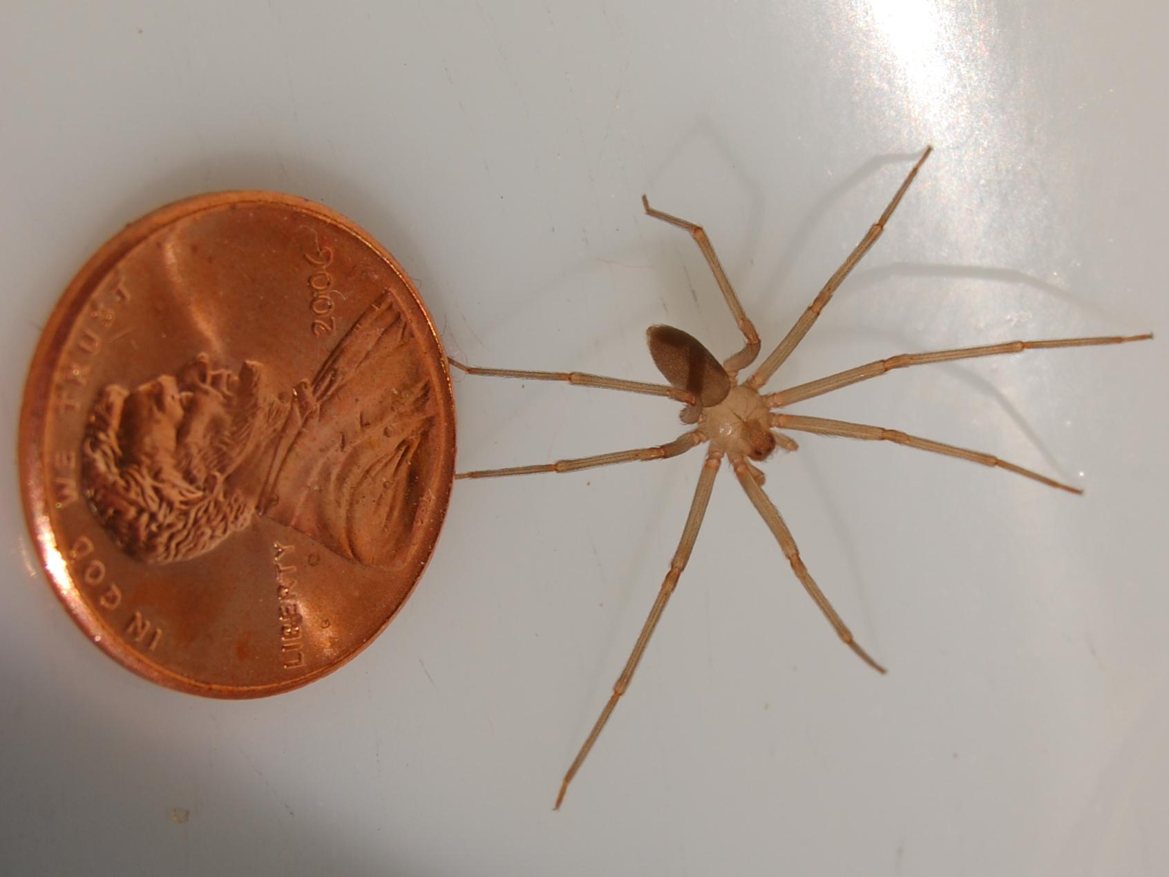 Brown Recluse Spiders identification photo 5