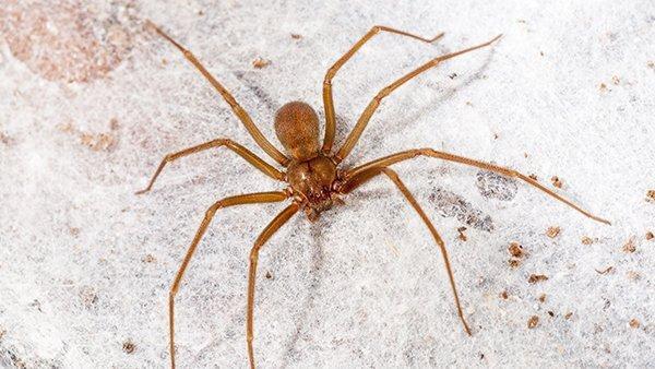 Brown Recluse Spiders identification photo 6