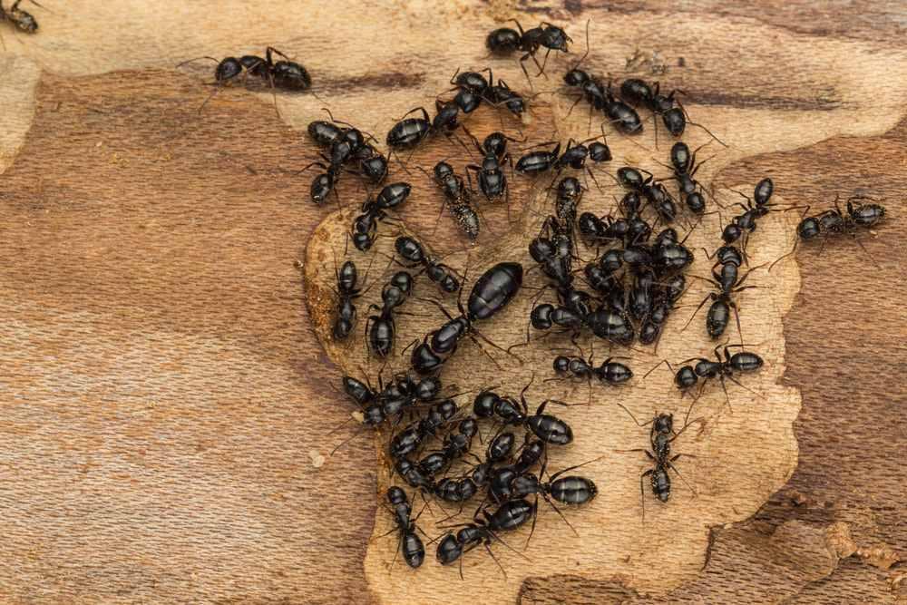 Carpenter Ants identification photo 2
