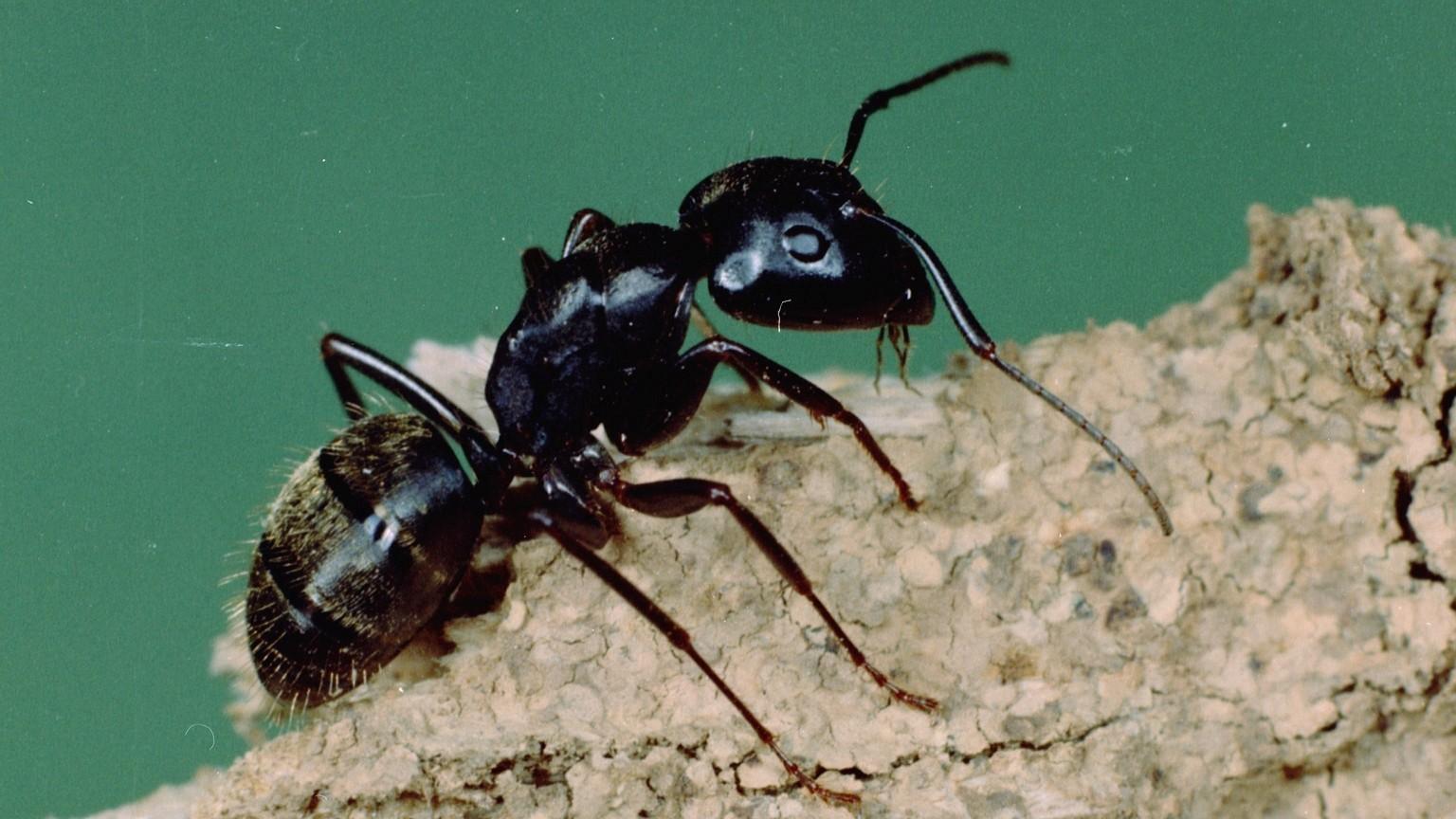 Carpenter Ants identification photo 4