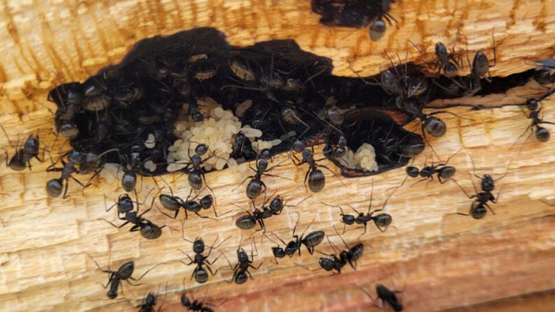Carpenter Ants identification photo 5
