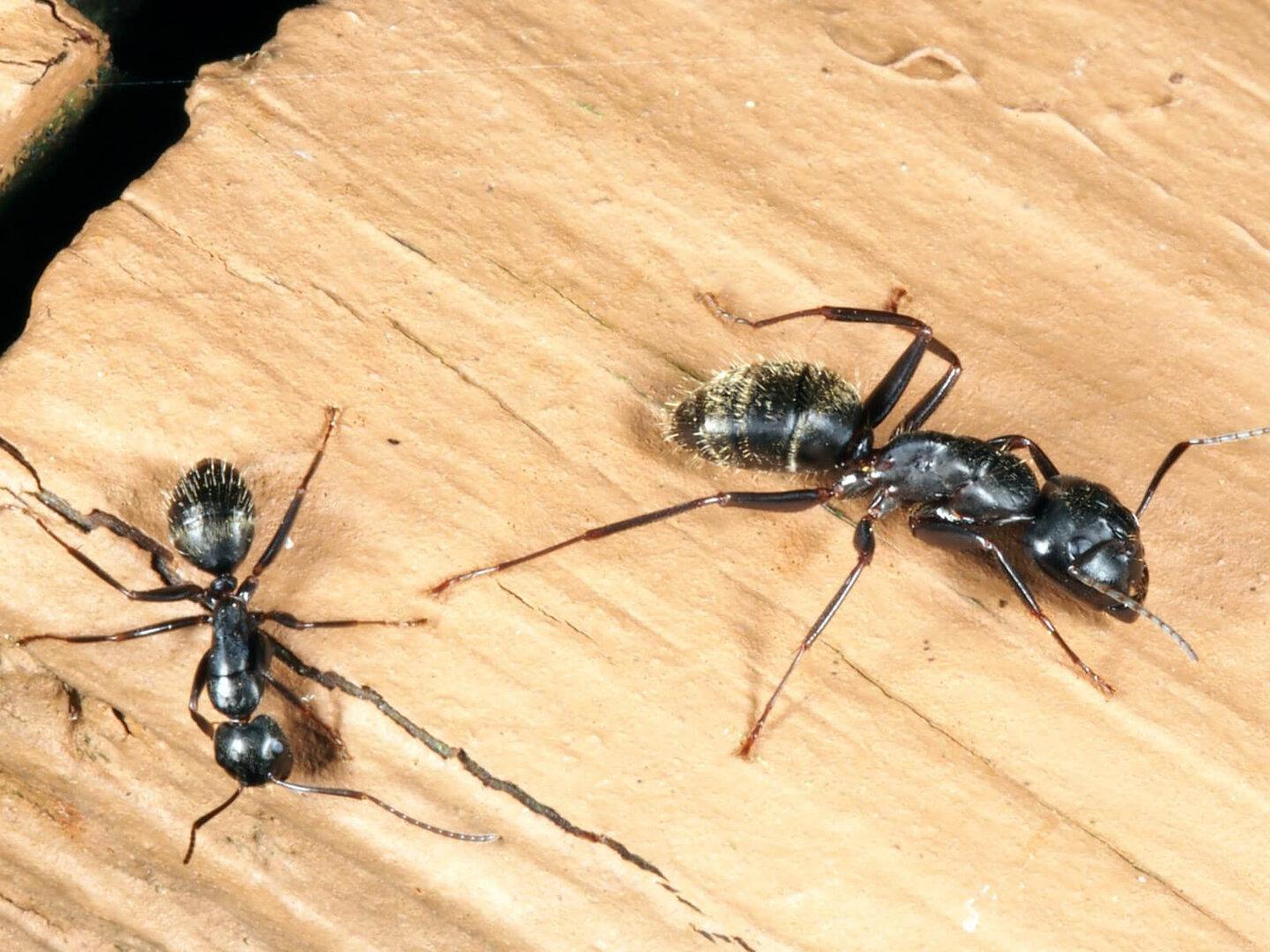 Carpenter Ants identification photo 7