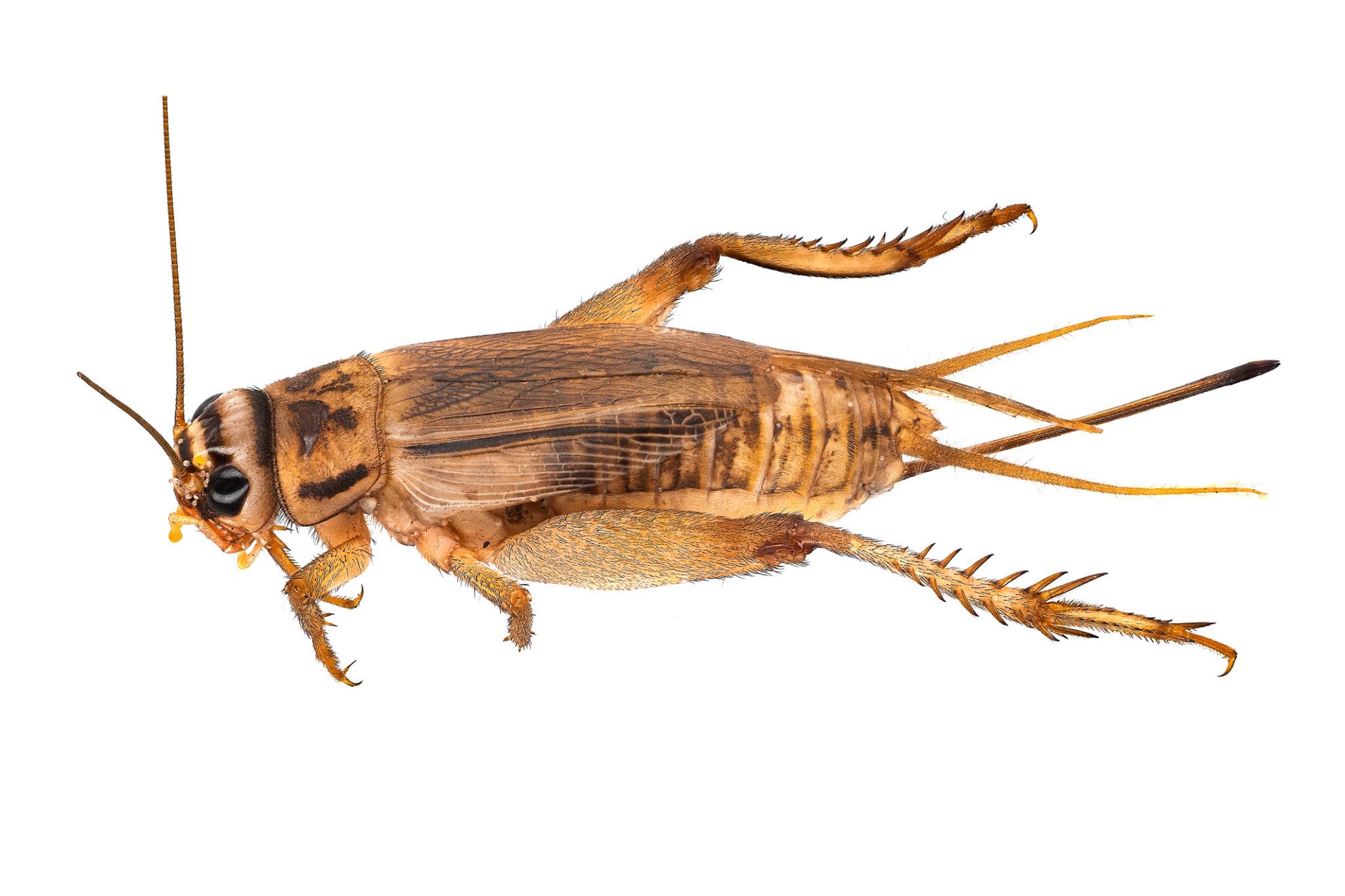 Crickets