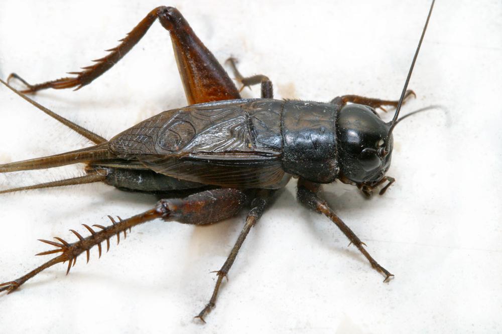 Crickets identification photo 2