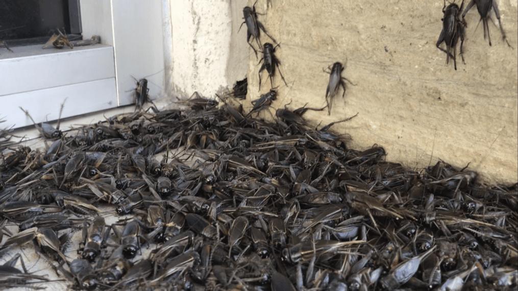 Crickets identification photo 3