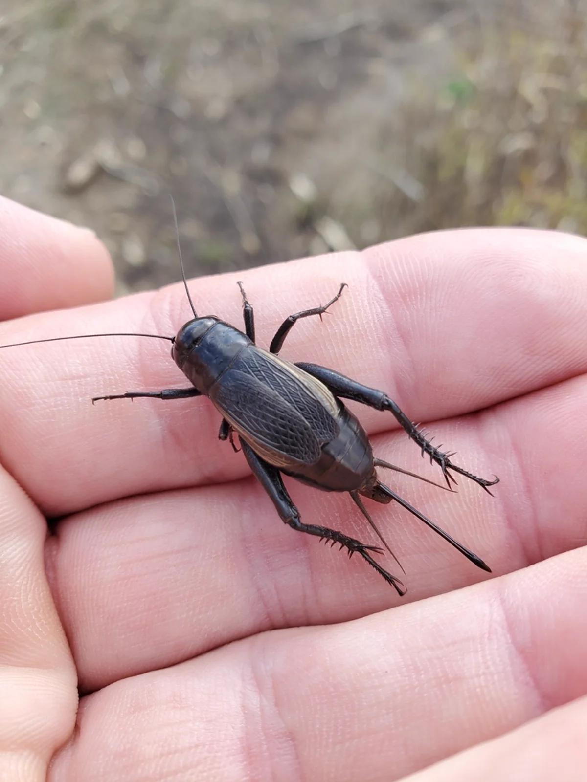 Crickets identification photo 4