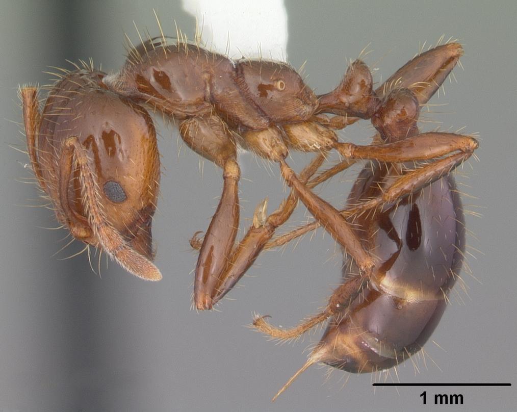 Fire Ants identification photo 2