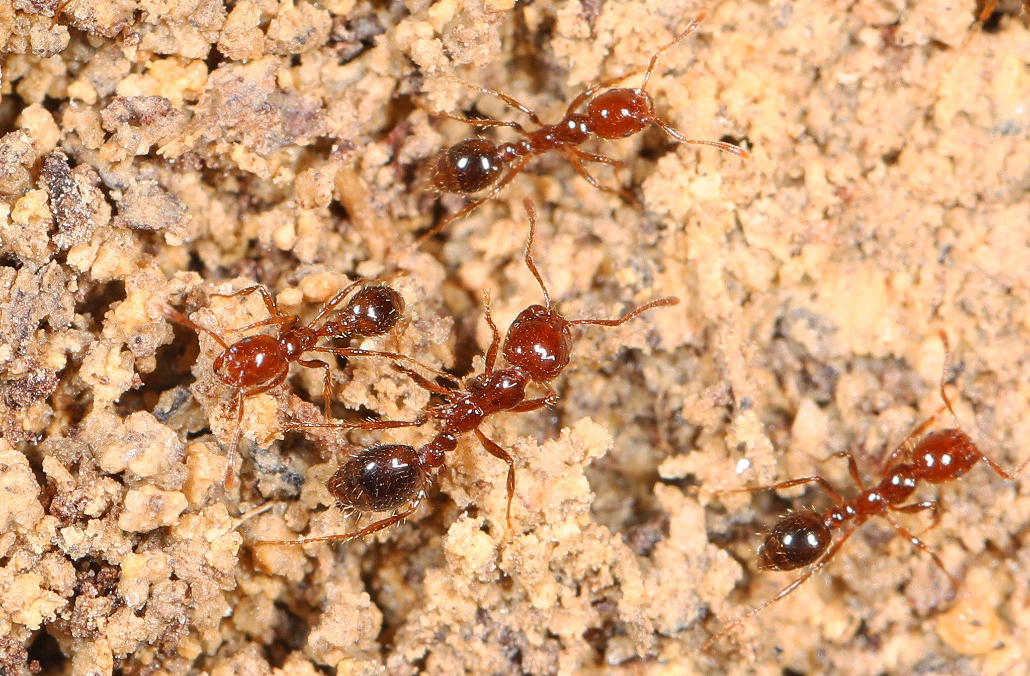 Fire Ants identification photo 5