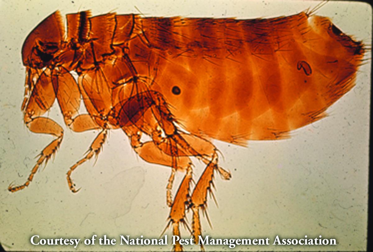 Fleas