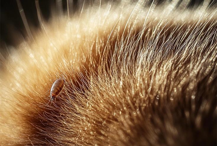 Fleas identification photo 2