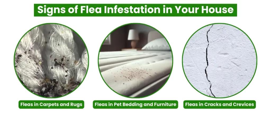 Fleas identification photo 3
