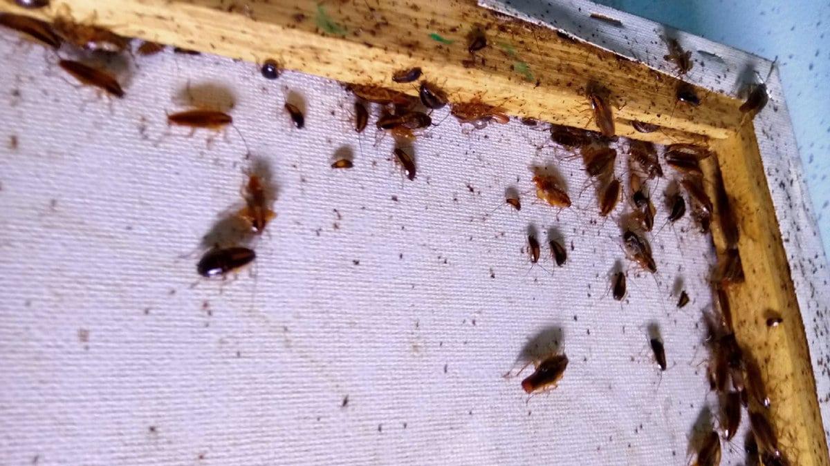 German Cockroaches identification photo 3