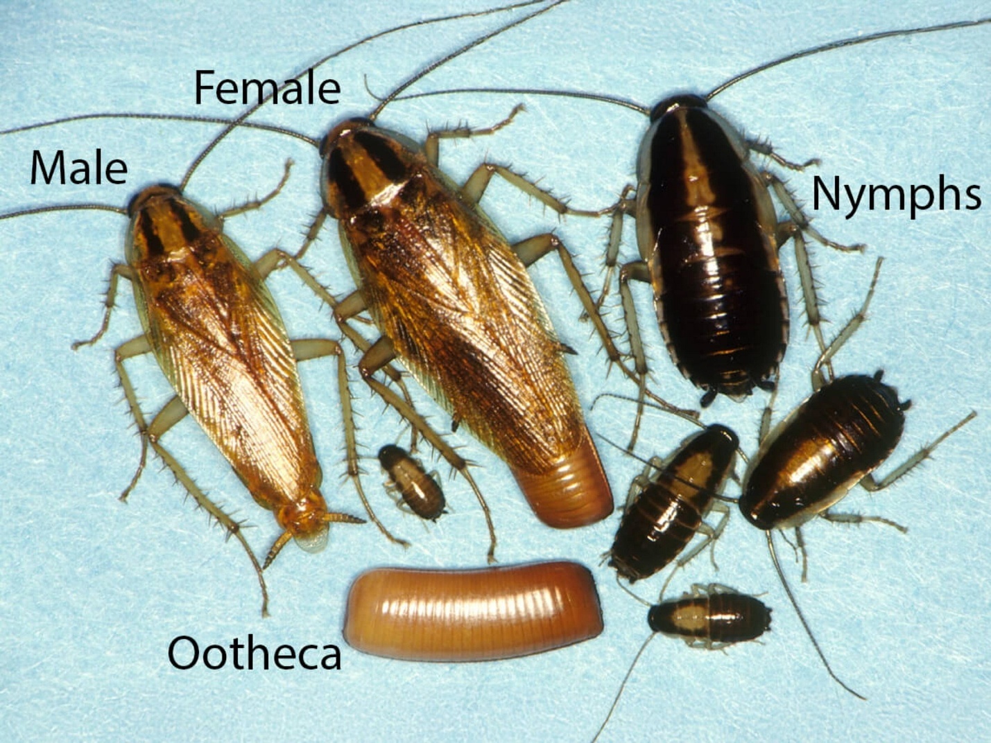 German Cockroaches identification photo 4