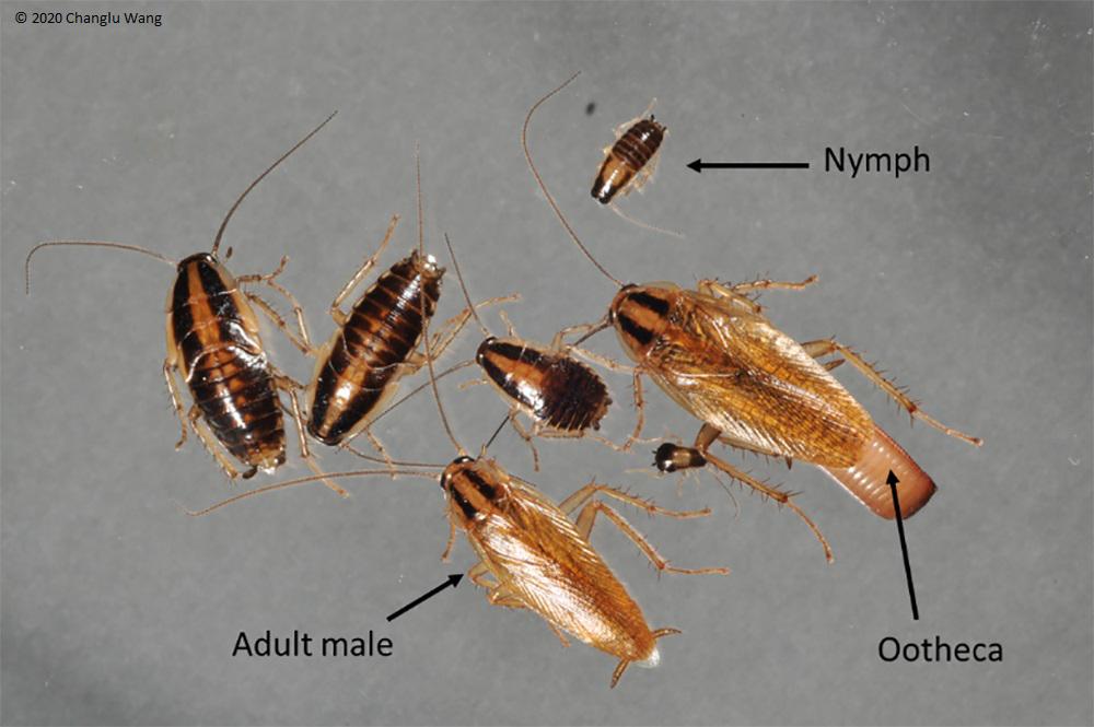 German Cockroaches identification photo 8