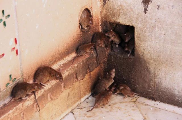 House Mice identification photo 5