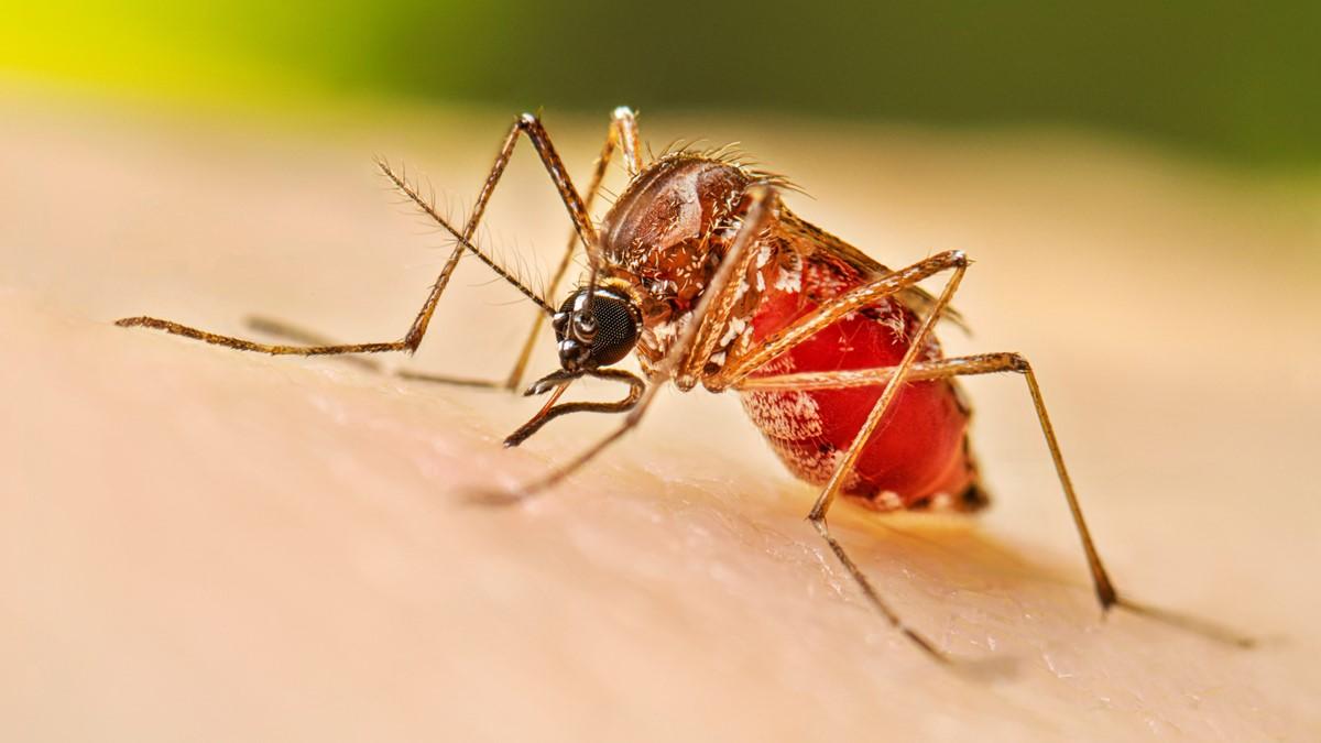 Mosquitoes