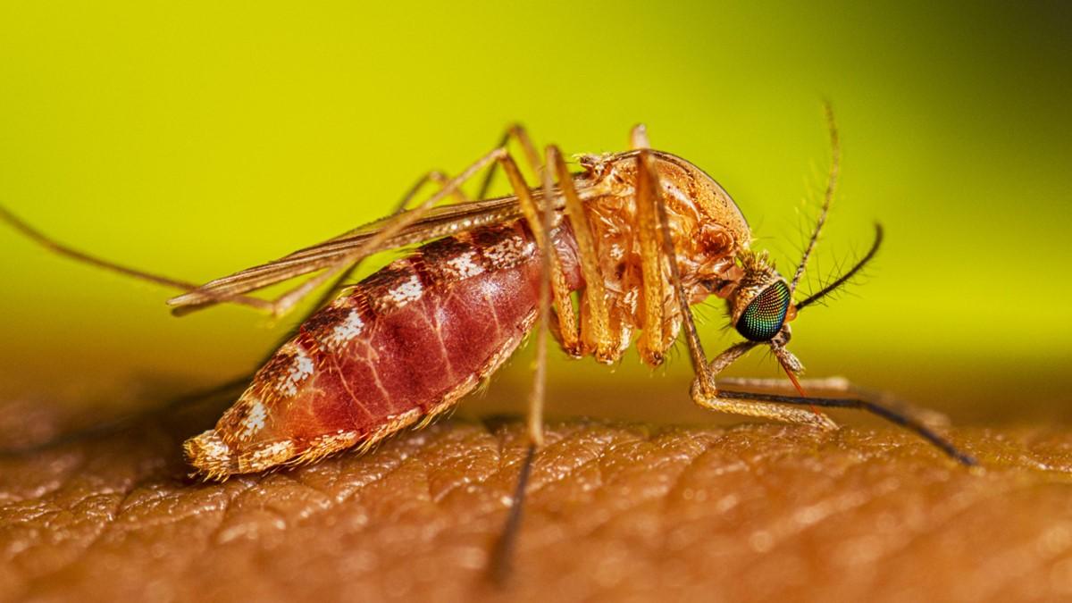 Mosquitoes identification photo 4