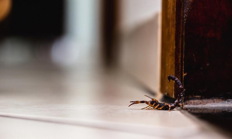 Scorpions identification photo 3