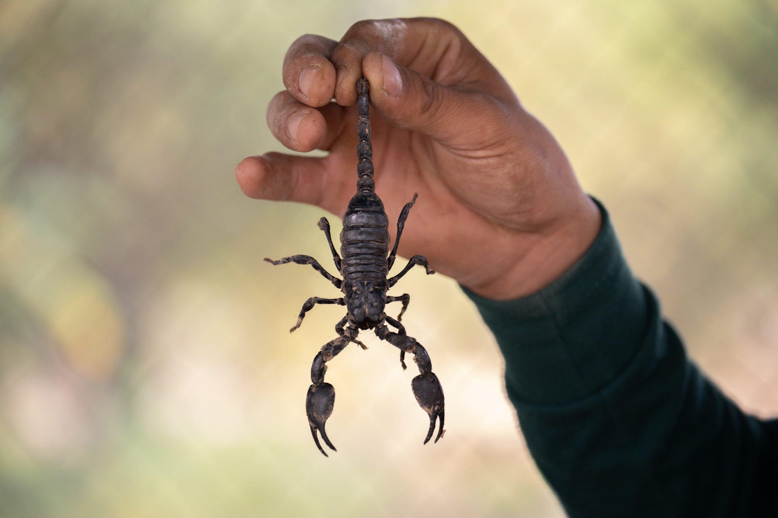 Scorpions identification photo 4