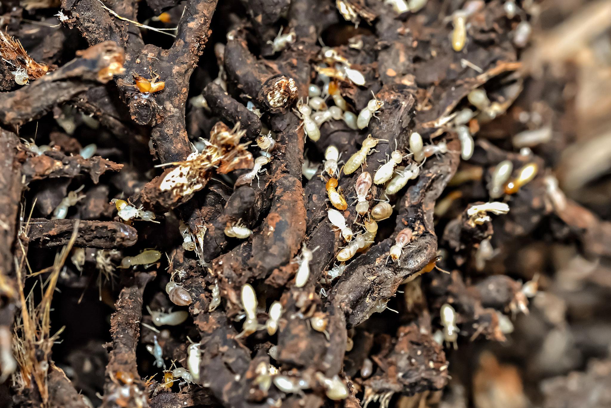 Subterranean Termites