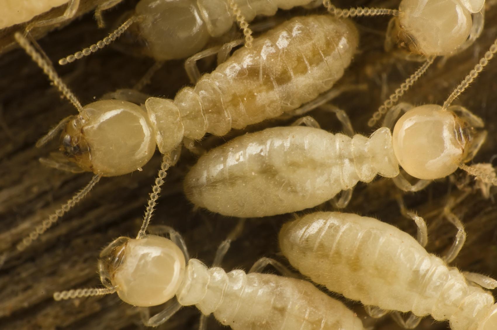 Subterranean Termites identification photo 3