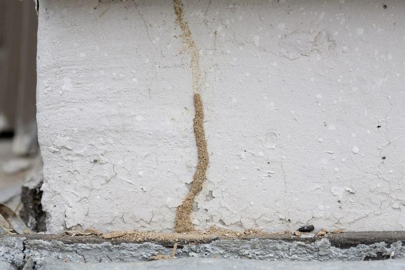 Subterranean Termites identification photo 5