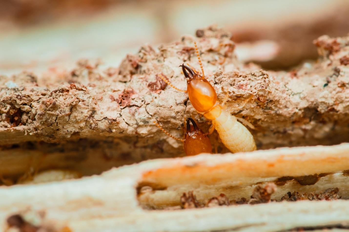 Subterranean Termites identification photo 8