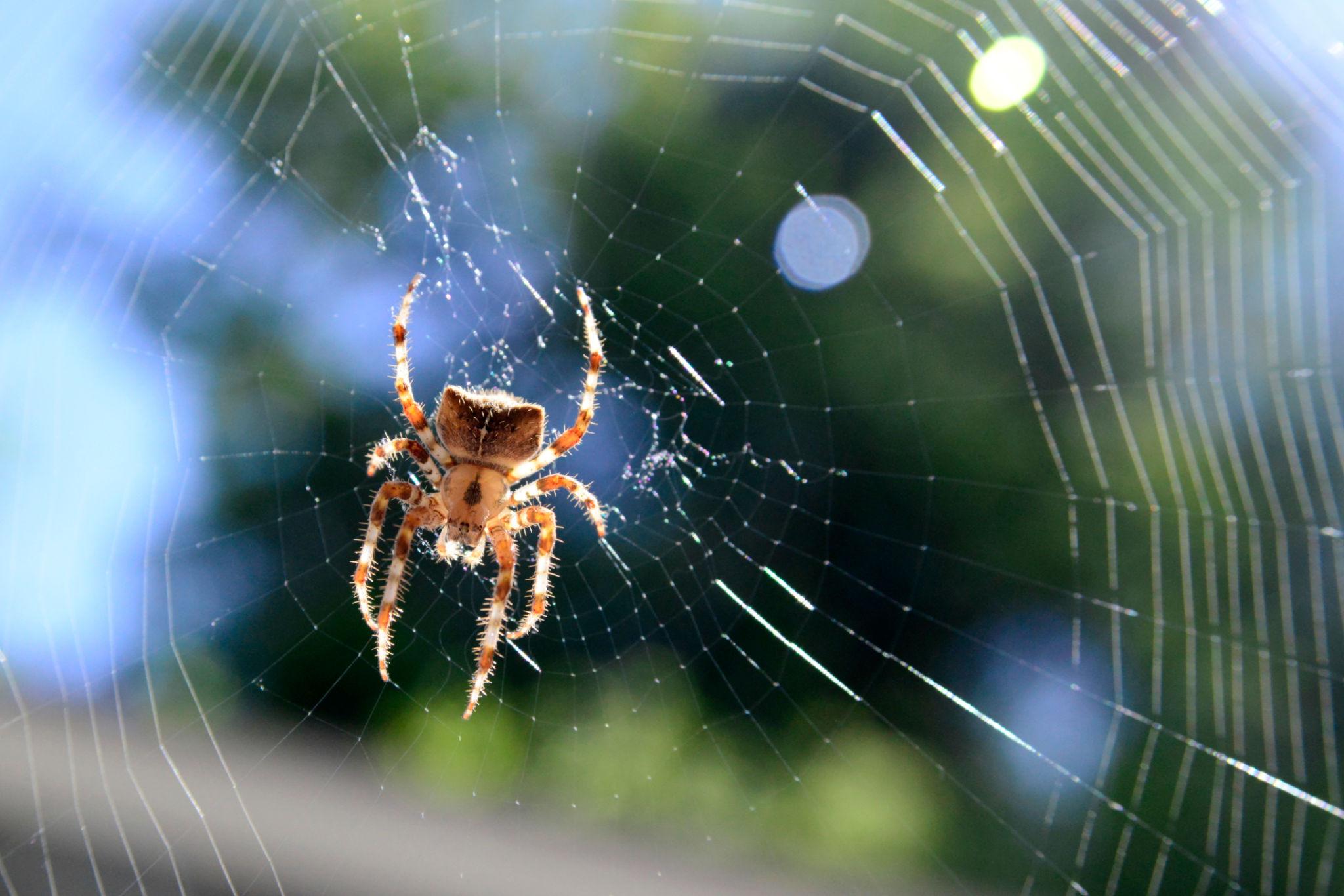 Common House Spiders identification photo 3