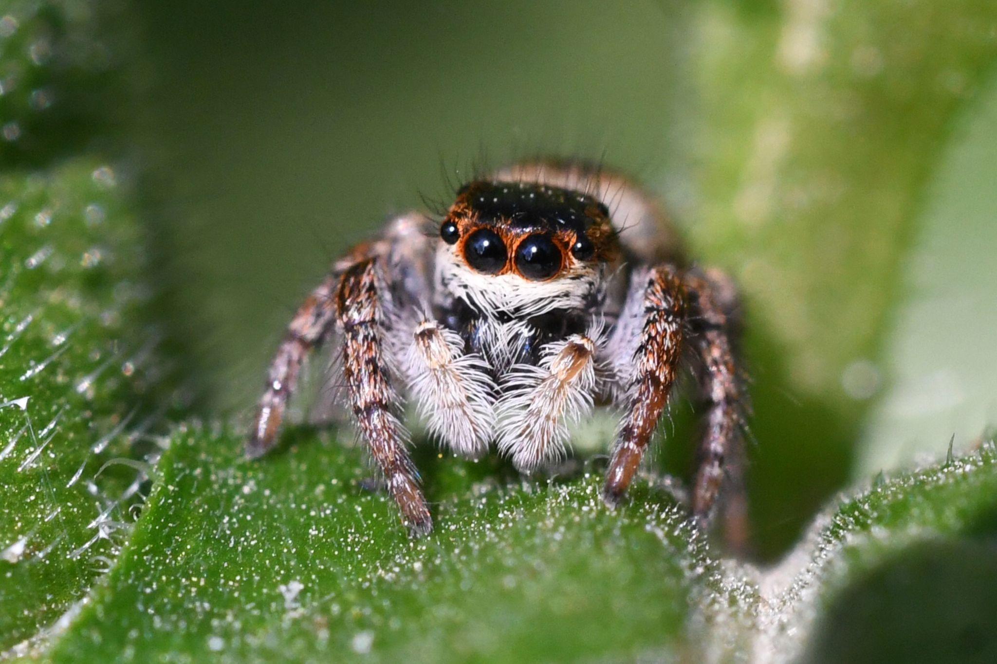 Common House Spiders identification photo 6