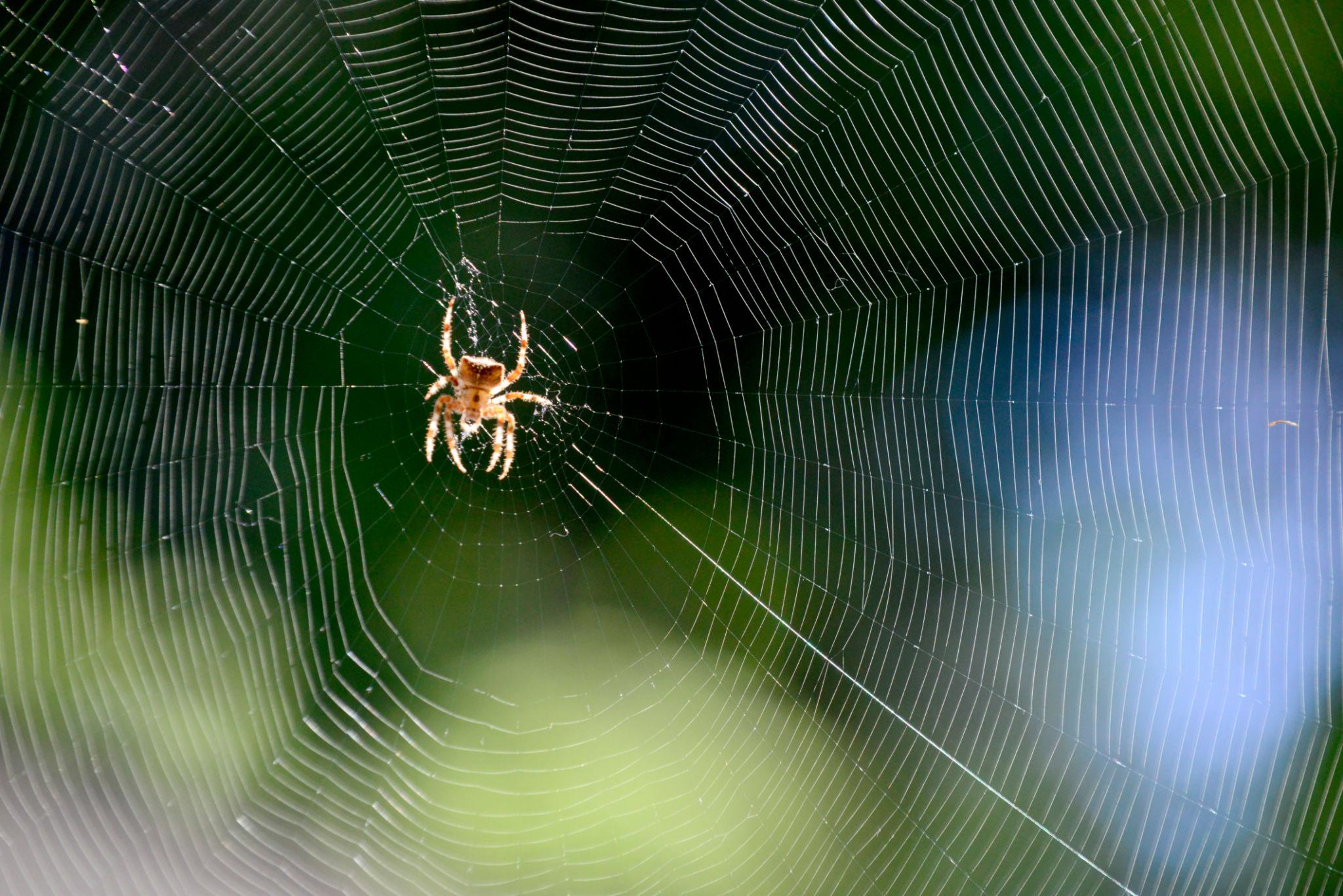 Common House Spiders identification photo 7