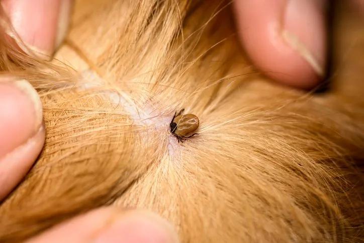 Ticks identification photo 2
