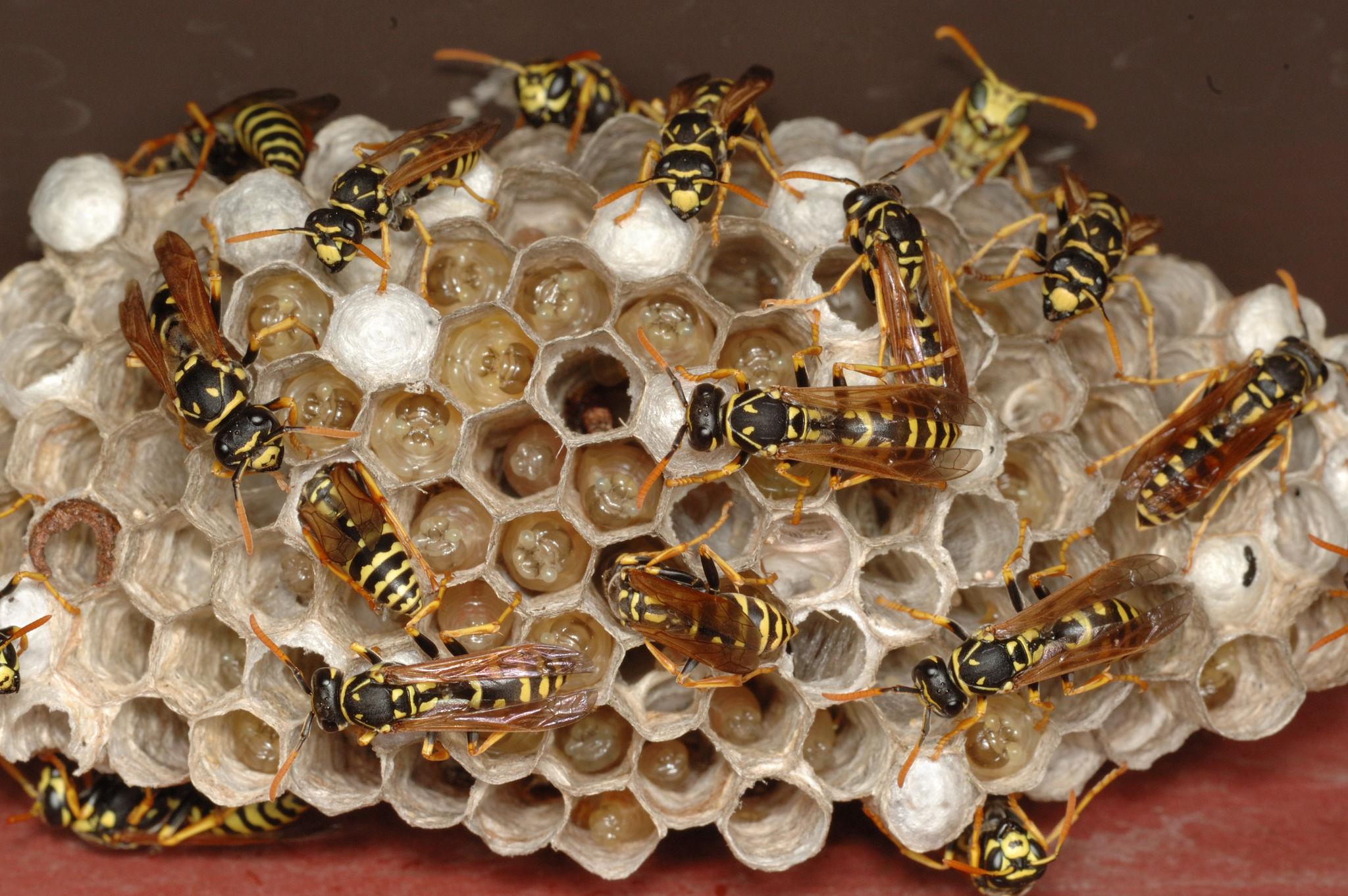 Wasps and Hornets identification photo 5