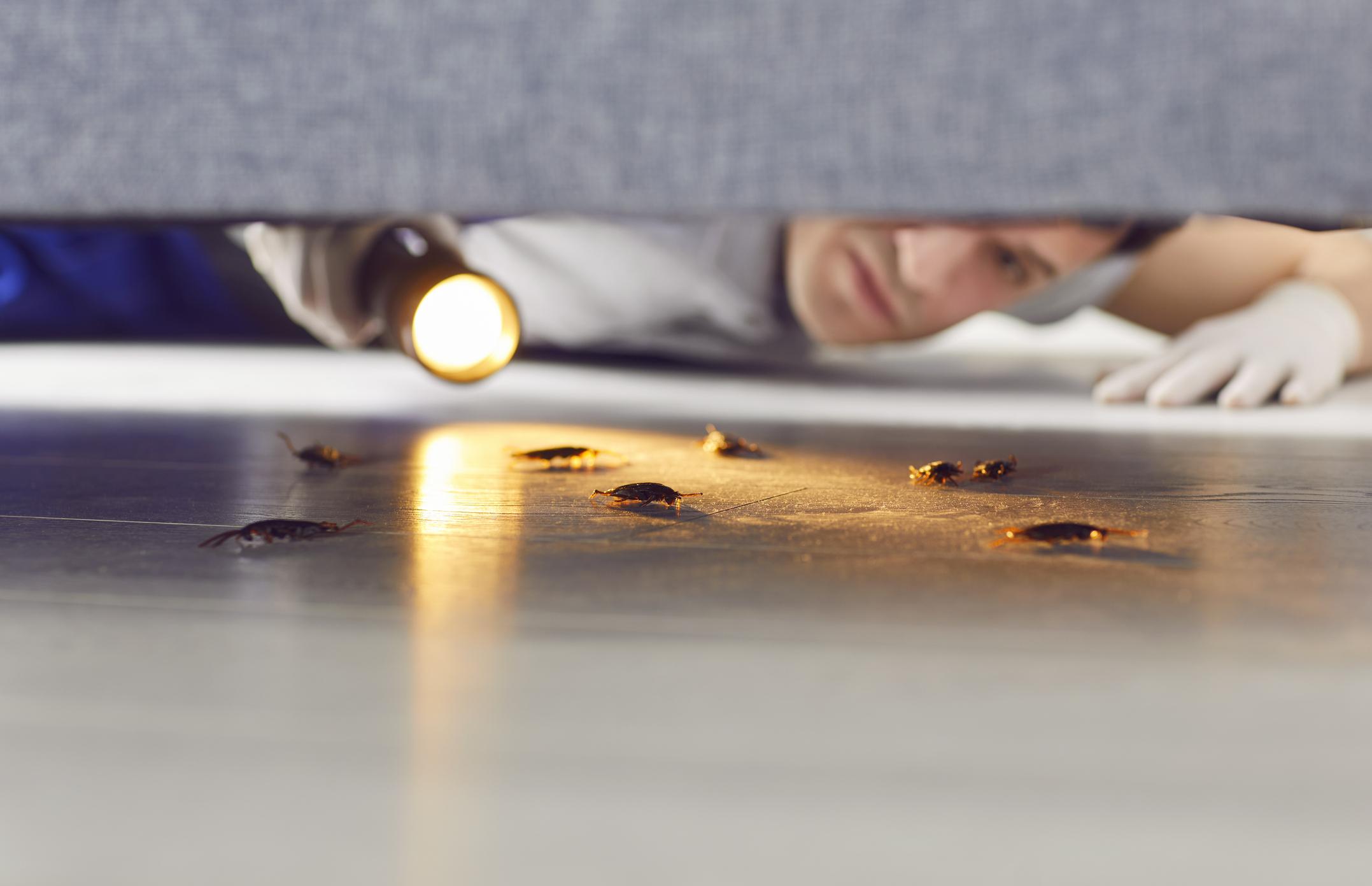 Roach Cleanout Service — Definity Pest Services in Dallas–Fort Worth Metroplex