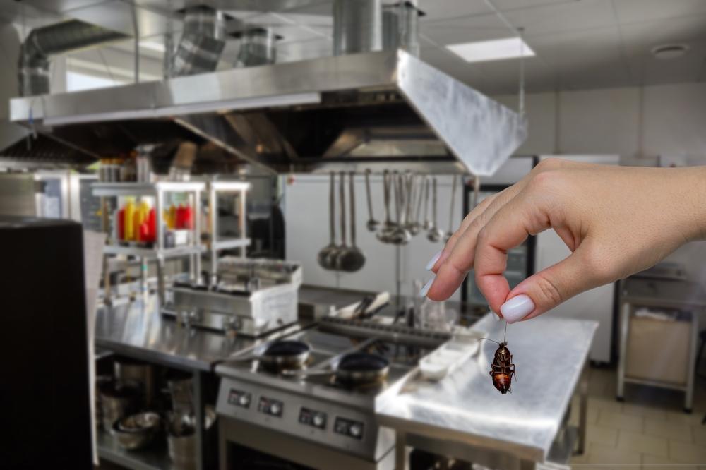 Roach Cleanout Service — Definity Pest Services in Dallas–Fort Worth Metroplex