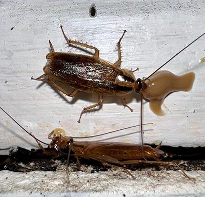 Roach Cleanout Service — Definity Pest Services in Dallas–Fort Worth Metroplex